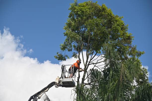 Best Tree Disease Treatment  in Molalla, OR