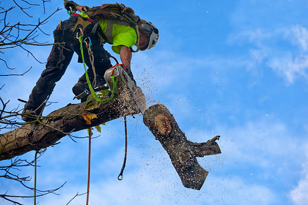 Best Tree Planting  in Molalla, OR